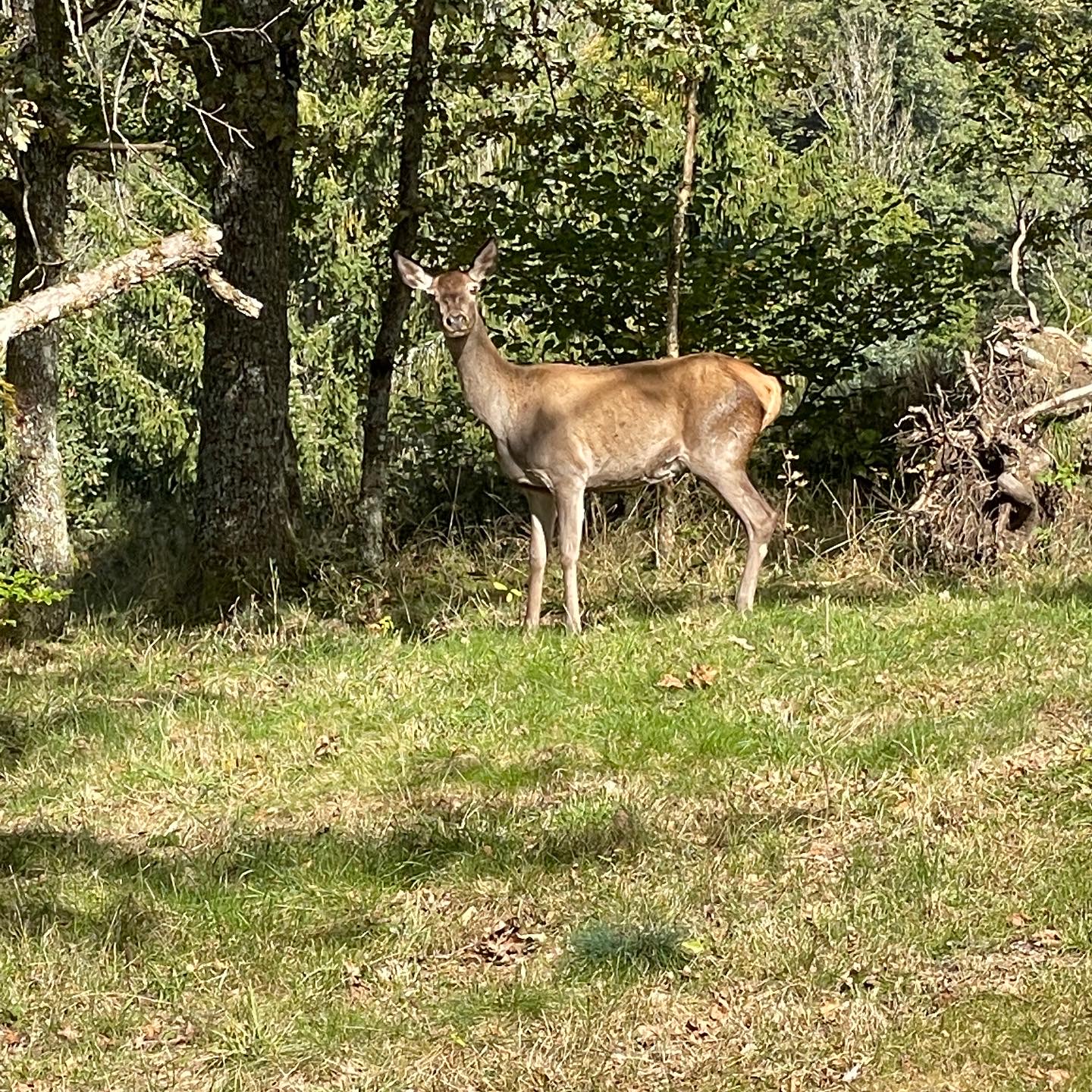 Biche dans la forêt vosgienne